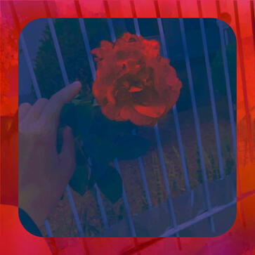 Flowers of the Night